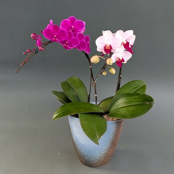 【母の日フラワーギフト】胡蝶蘭ミディ　２色寄せ　信楽焼鉢仕立て