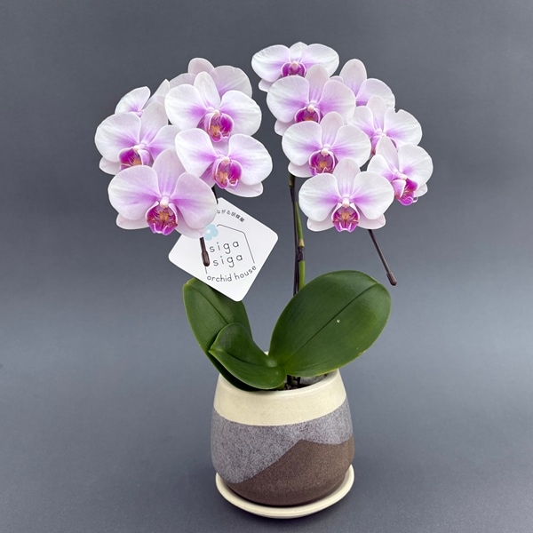 ミディ胡蝶蘭 2本立 信楽焼 クウィルポット