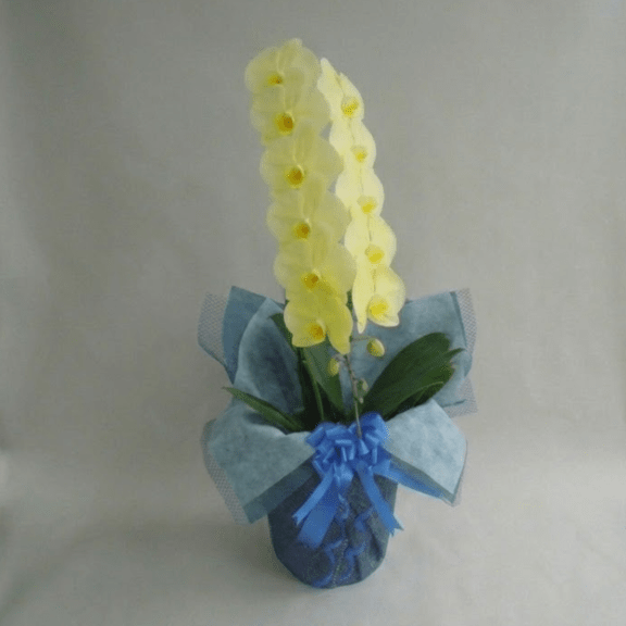 大輪胡蝶蘭 黄色 1本立ち 10輪以上（つぼみ含む）