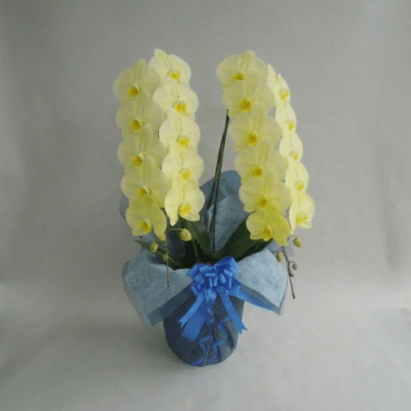 大輪胡蝶蘭 黄色 2本立ち 20輪以上（つぼみ含む）