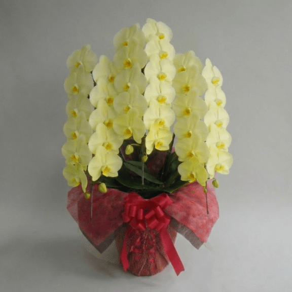 大輪 胡蝶蘭 黄色 3本立ち ハイグレードタイプ