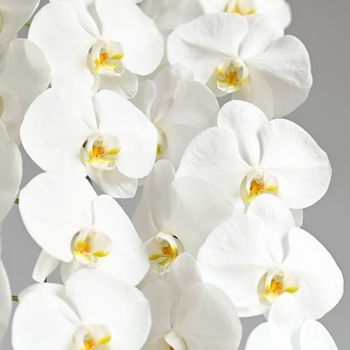 大輪 胡蝶蘭 白 3本立ち プレミアムタイプ