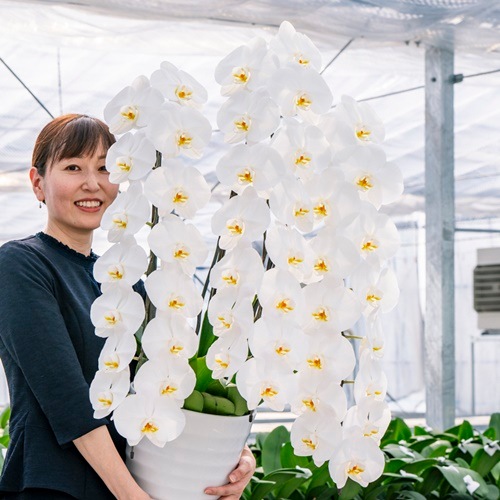 大輪 胡蝶蘭 白 3本立ち プレミアムタイプ