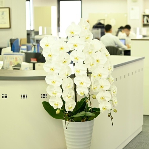 大輪 胡蝶蘭 白 3本立ち スタンダード