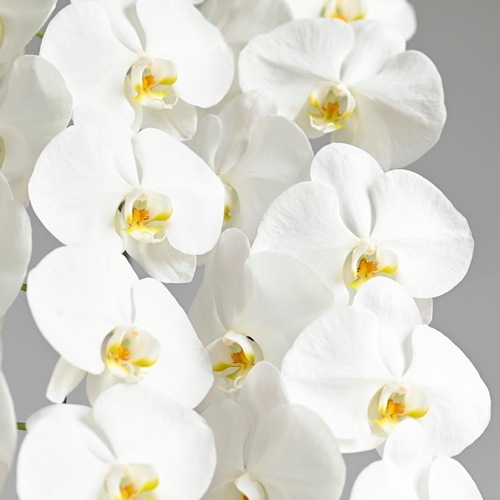 大輪 胡蝶蘭 白 3本立ち ハイグレード