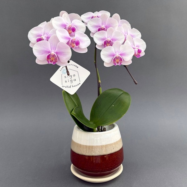 ミディ胡蝶蘭　2本立　信楽焼 クウィルポット