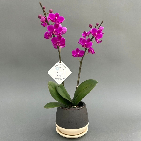 ミディ胡蝶蘭　2本立　信楽焼 クウィルポット