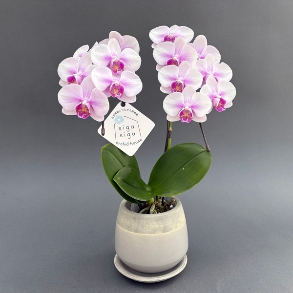 ミディ胡蝶蘭　2本立　信楽焼 クウィルポット