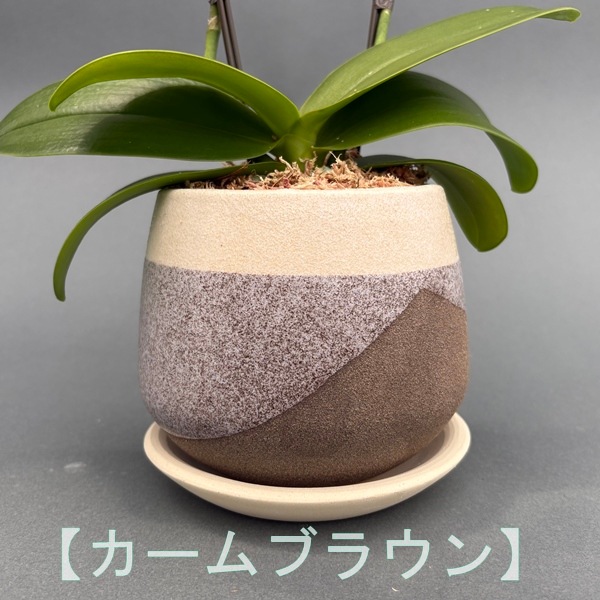 ミディ胡蝶蘭　2本立　信楽焼 クウィルポット