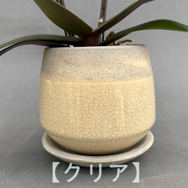 ミディ胡蝶蘭　2本立　信楽焼 クウィルポット