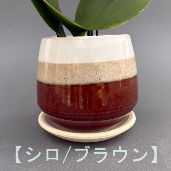 ミディ胡蝶蘭　2本立　信楽焼 クウィルポット