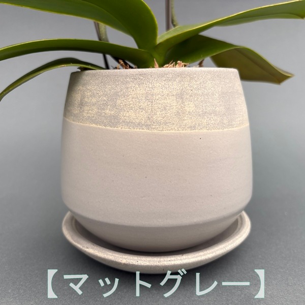 ミディ胡蝶蘭　2本立　信楽焼 クウィルポット