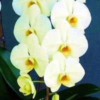 【敬老の日ギフト】胡蝶蘭 1本立ち 黄色 10輪以上（つぼみ含む）敬老の日特別ラッピング
