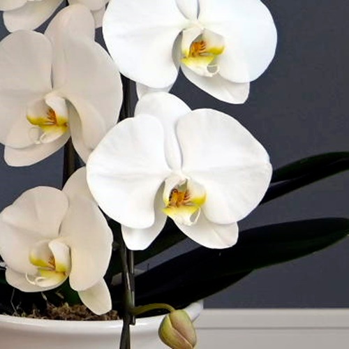 ハピネスサポーター　1万円コース