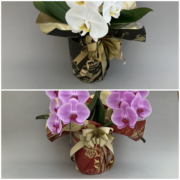 【敬老の日ギフト】胡蝶蘭 2本立ち 黄色 20輪以上（つぼみ含む）敬老の日特別ラッピング