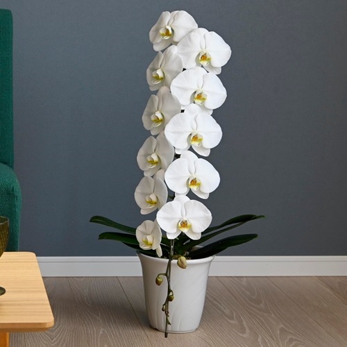 ハピネスサポーター　3万円コース