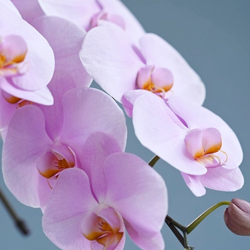 大輪 胡蝶蘭 ピンク 3本立ち スタンダード