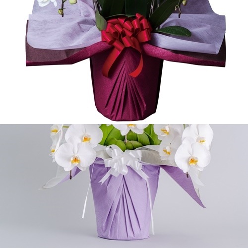 大輪 胡蝶蘭 ピンク 3本立ち スタンダード