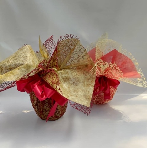 【母の日特別ラッピング】大輪胡蝶蘭 白 1本立ち 10輪以上（つぼみ含む）