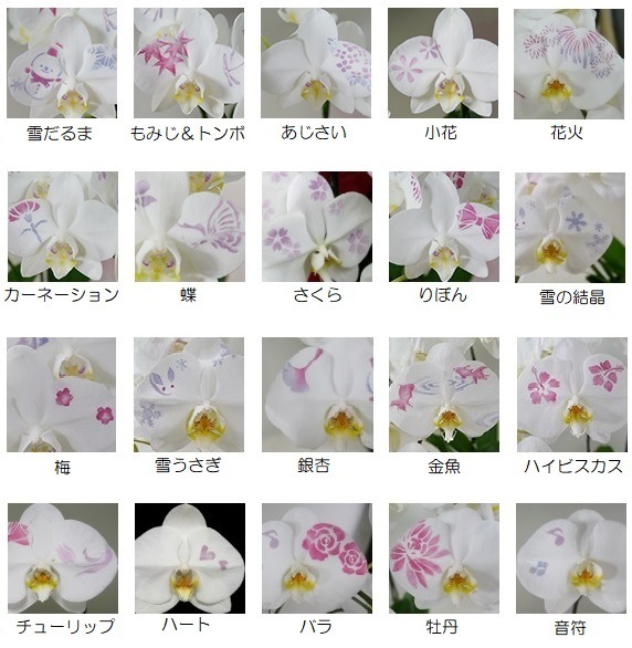 【化粧蘭】大輪　胡蝶蘭　3本立　白　36輪以上（つぼみ含む）