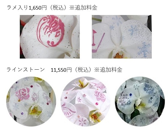 【化粧蘭】大輪　胡蝶蘭　3本立　白　36輪以上（つぼみ含む）