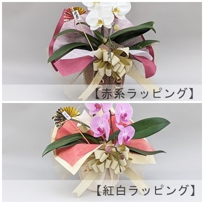 【お年賀フラワー】胡蝶蘭 1本立ち 10輪以上（つぼみ含む）お年賀ラッピング付き