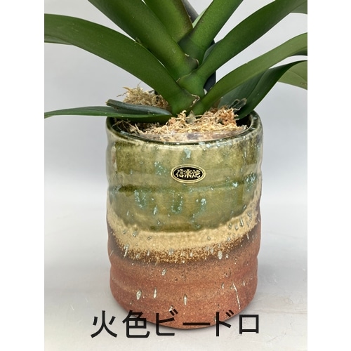 胡蝶蘭ガレージセール問い合わせ 胡蝶蘭を通販で取り扱うクマサキ洋