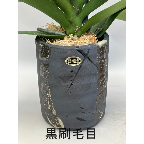 胡蝶蘭ガレージセール問い合わせ 長寿お祝い胡蝶蘭 1本立ち 10輪以上（つぼみ含む）信楽焼仕立て | 予算