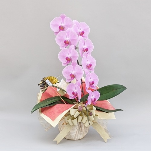 従業員専用【お年賀フラワー】胡蝶蘭 1本立ち 10輪以上（つぼみ含む）お年賀ラッピング付き