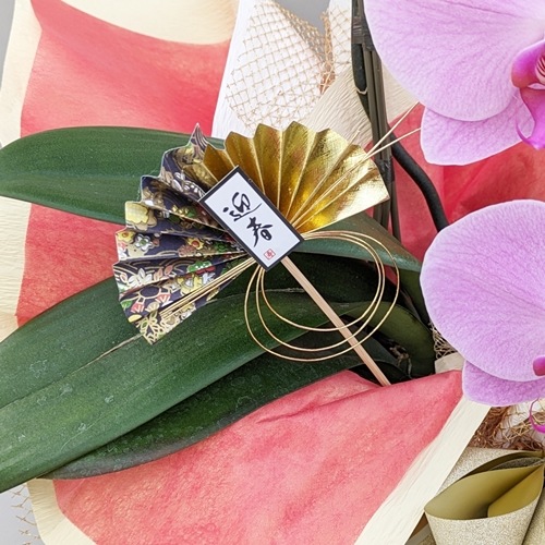 従業員専用【お年賀フラワー】胡蝶蘭 1本立ち 10輪以上（つぼみ含む）お年賀ラッピング付き