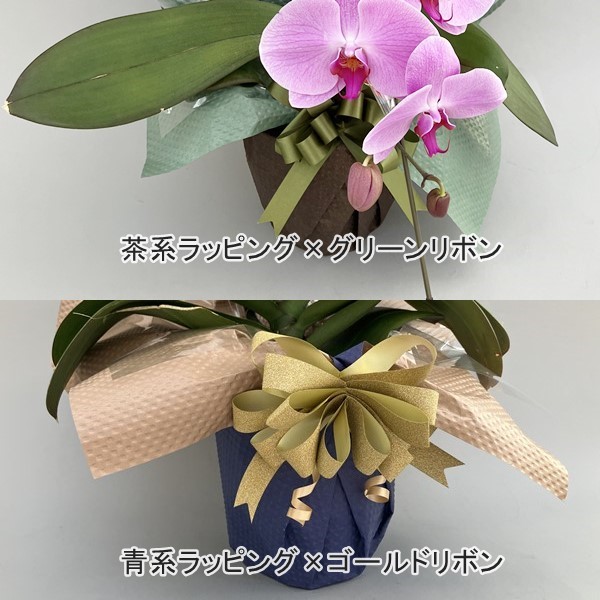 【父の日特別ラッピング】大輪胡蝶蘭 白 1本立ち 10輪以上（つぼみ含む）