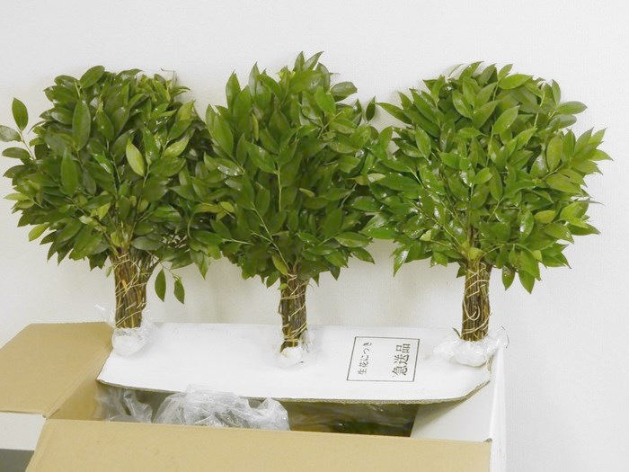 �� ����������(�õ���)