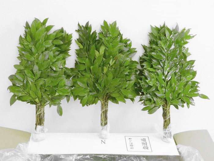 �� ��������(��)��