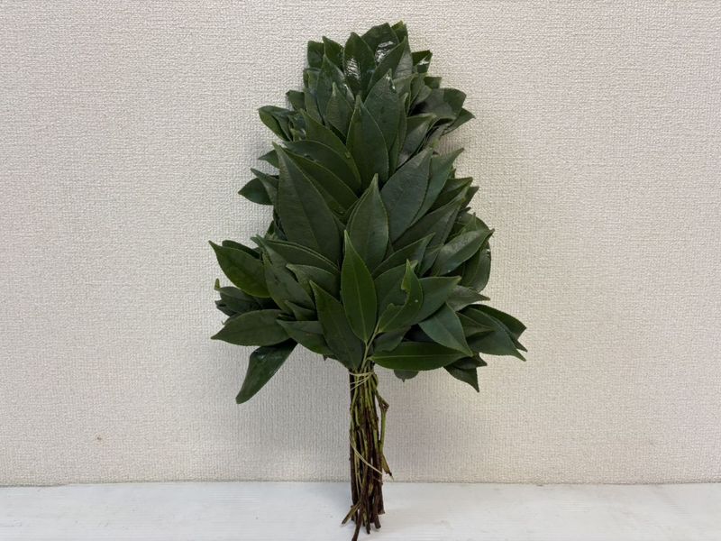 �ţ� ������õ��