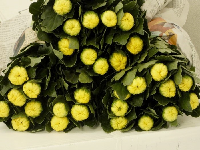 ��󥮥� ��