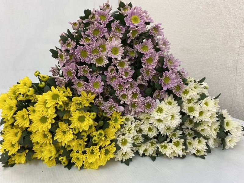 SP�ޥ�MIX��L