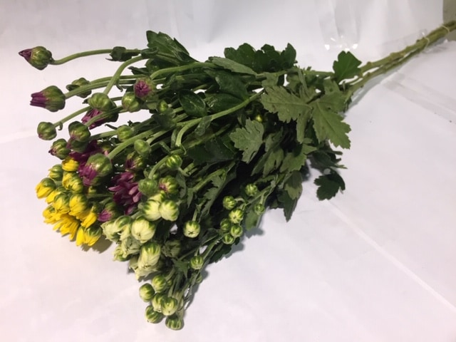 ���ƥ��å�T������