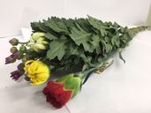 �²֥��å� �סݣ�Y ����