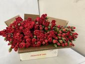 SP������ ��