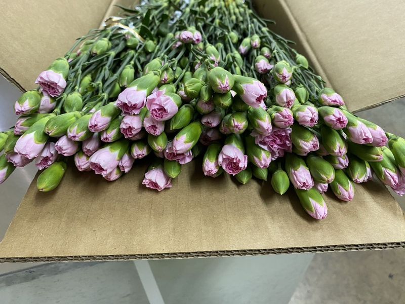 SP������ �ԥ�