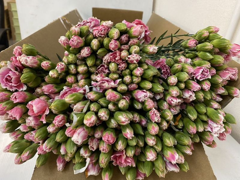 SP������ �åƥå��� ����