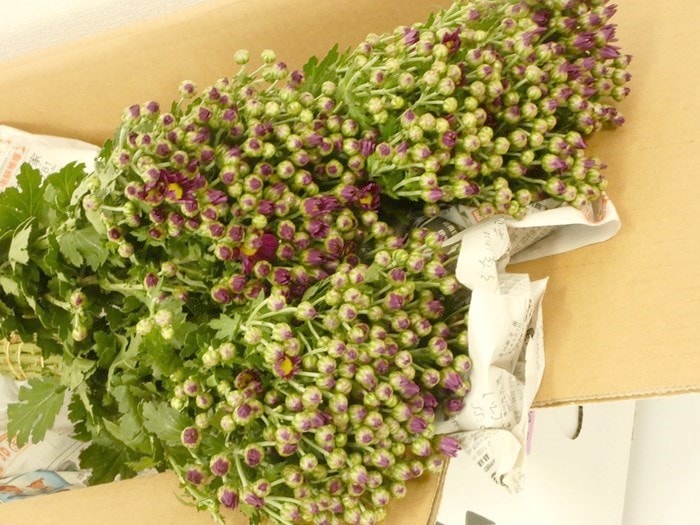 ������ ��