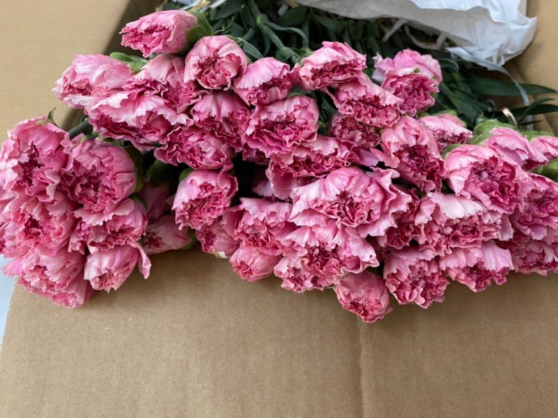 ������ �ȥ˥å�������� �ԥ�