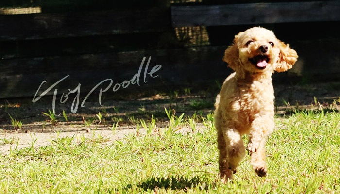 �� ���ޥۥ����� �������б� ��Ģ�� ���� ���С� (xperia8 aquos sense3 lite Xperia 1 Pixel 3a Galaxy F-02L LG K50 TONE e19 HUAWEI nova lite 3 URBANO V04 Galaxy S10) �ǥ����� �ȥ��ס��ɥ� �ڥå� ���� ������� ������ ���襤��