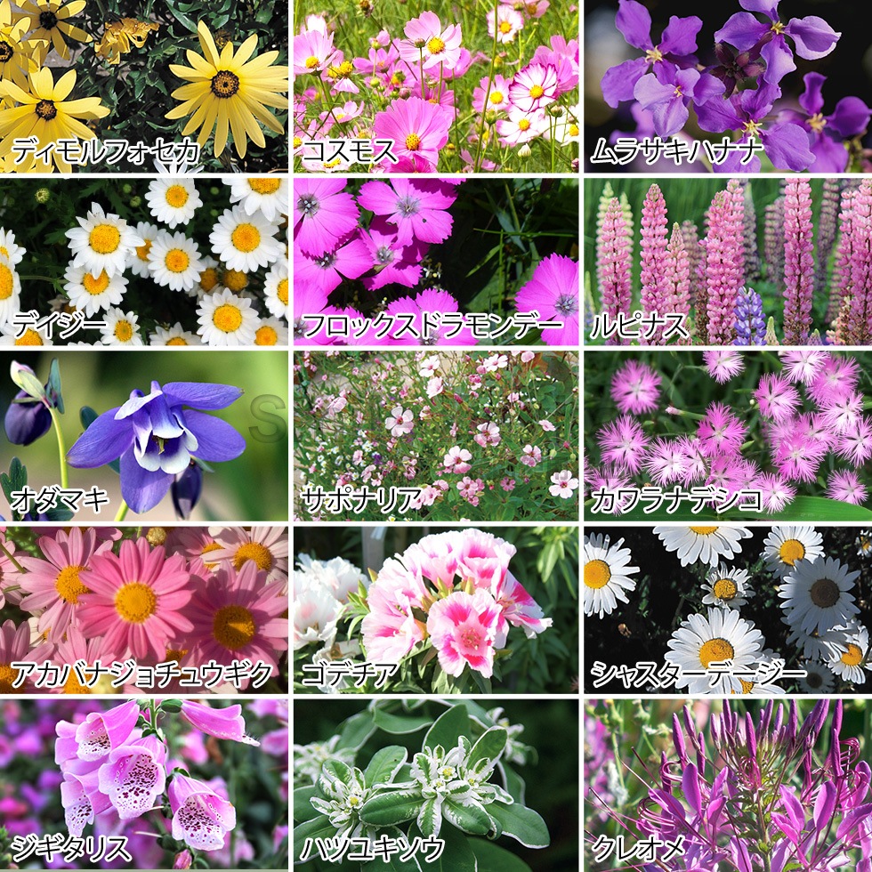 【メール便】フラワリーランド1P