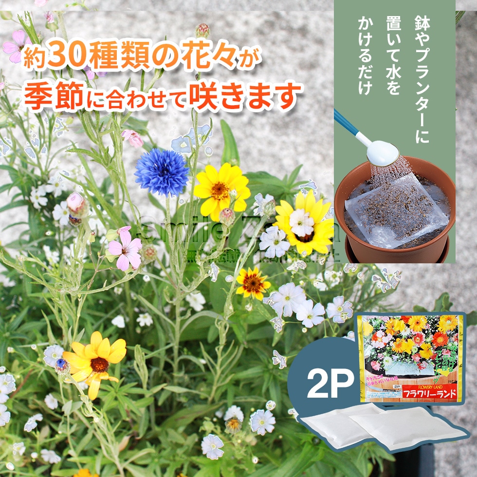 フラワリーランド2P