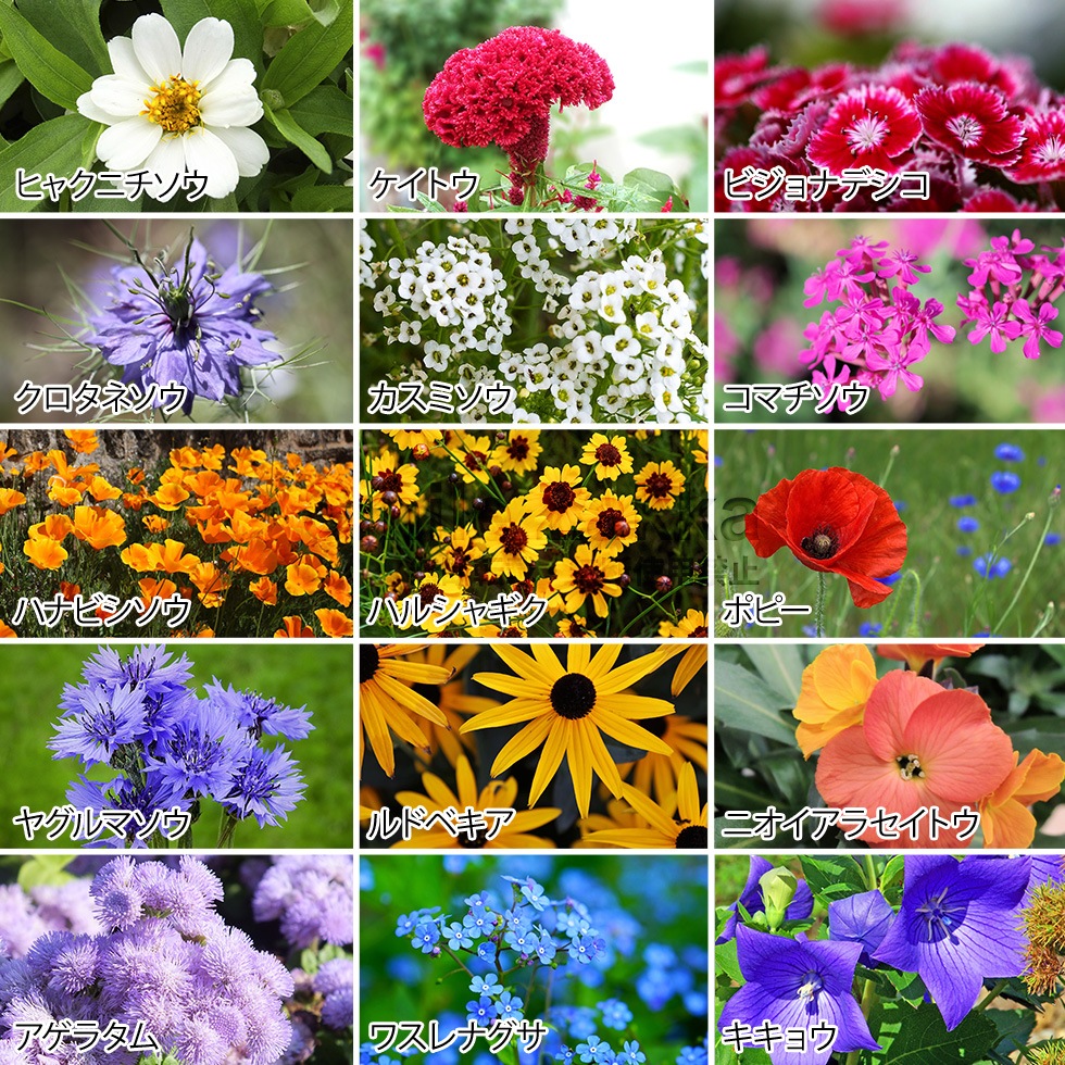 フラワリーランド2P