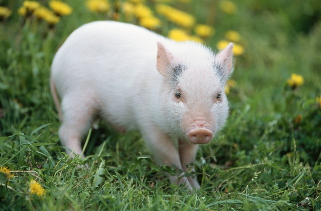 JHFAǧ��ץ饻�󥿷򹯿���  �¥ץ饻��30000