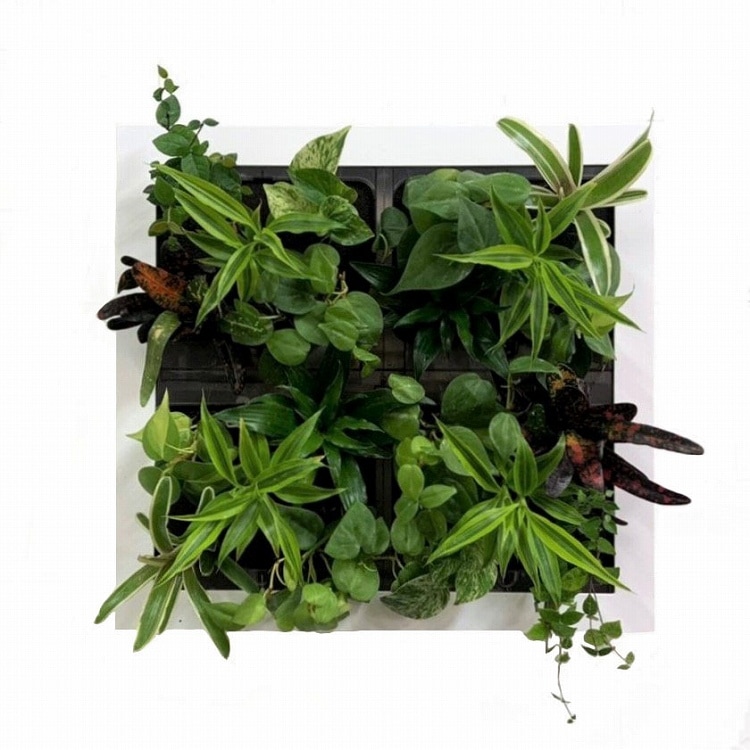 憩いの場に 特大サイズ グリート GREET20B1 - おしゃれな観葉植物通販