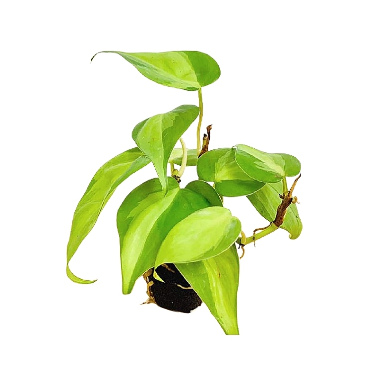 交換苗 オキシカルジュームブラジル - おしゃれな観葉植物通販サイト